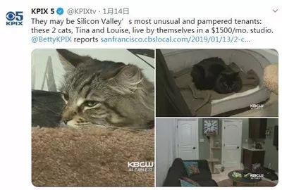 当猫奴女儿有一个富豪爸爸时父女俩双双把猫宠上天