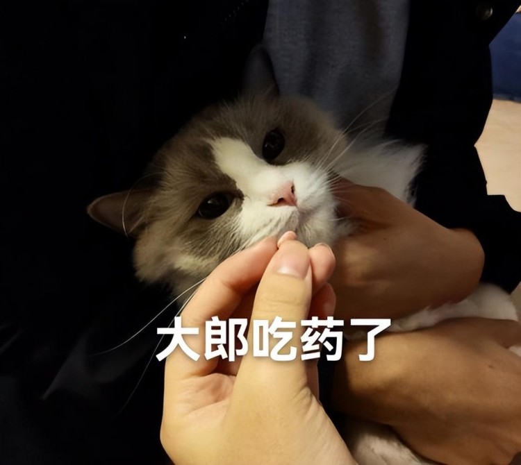 养猫新手必看！6个常见误区让你避免走弯路