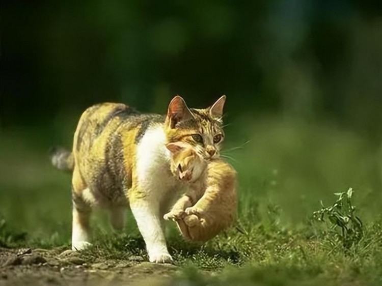 千万别把猫和二哈一起养不然都不知道哪天你就笑岔气了...哈哈