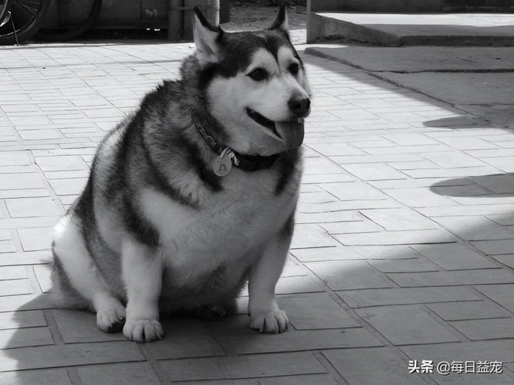 二哈独自在家，竟背着主人偷看电视，听见开门声后的动作亮了