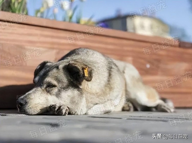 狗喜欢把头埋在墙上，收尾缩成一团，“隐形狗”后面好残忍