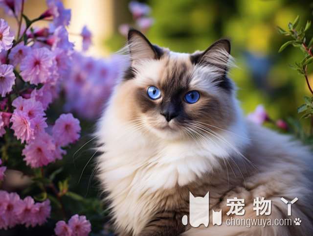 波斯猫与纯种波斯的区别?