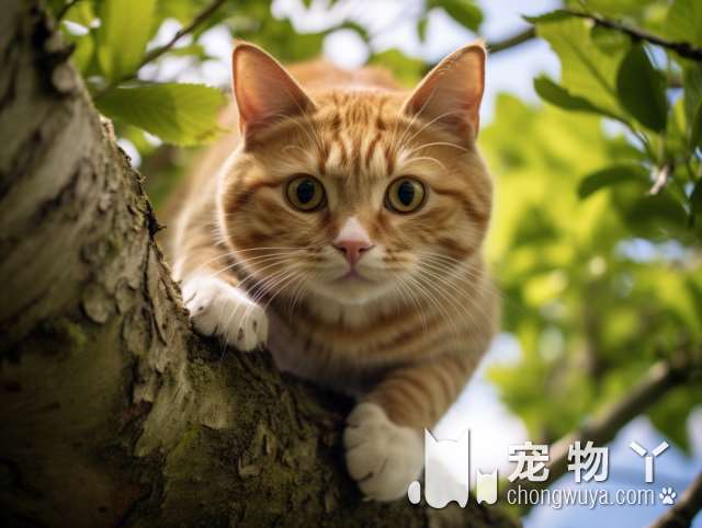 宠物火化善终纪念馆：猫咪和大狗如此亲人，猫条和脏话让你笑翻!